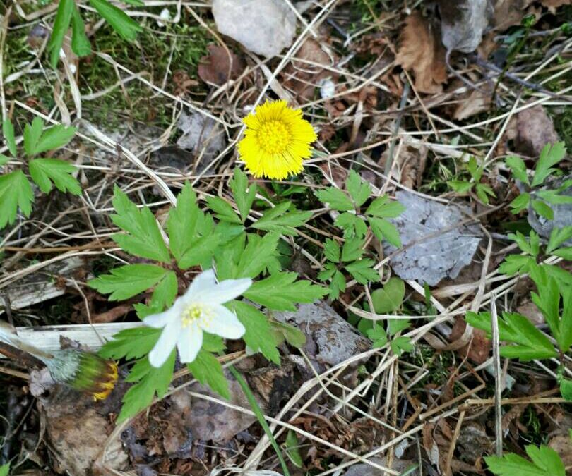 Der Frühling ist unterwegs zu uns!